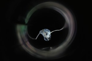 LWoodward_Five_06 cropped (1) copy blog