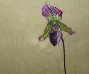 Black-Slipper,-2014,-oil-on-board,-25x30cm copy