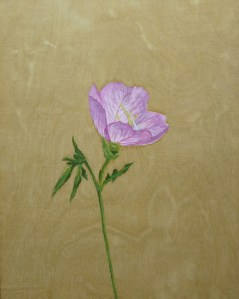 Evening-Primrose,-2014,-oil on board,-25x20cm copy