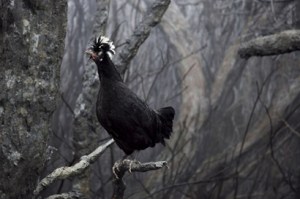 hayden-fowler-newworldorderiii