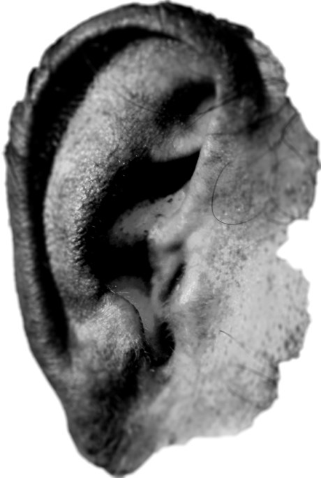 Ear 580 wide
